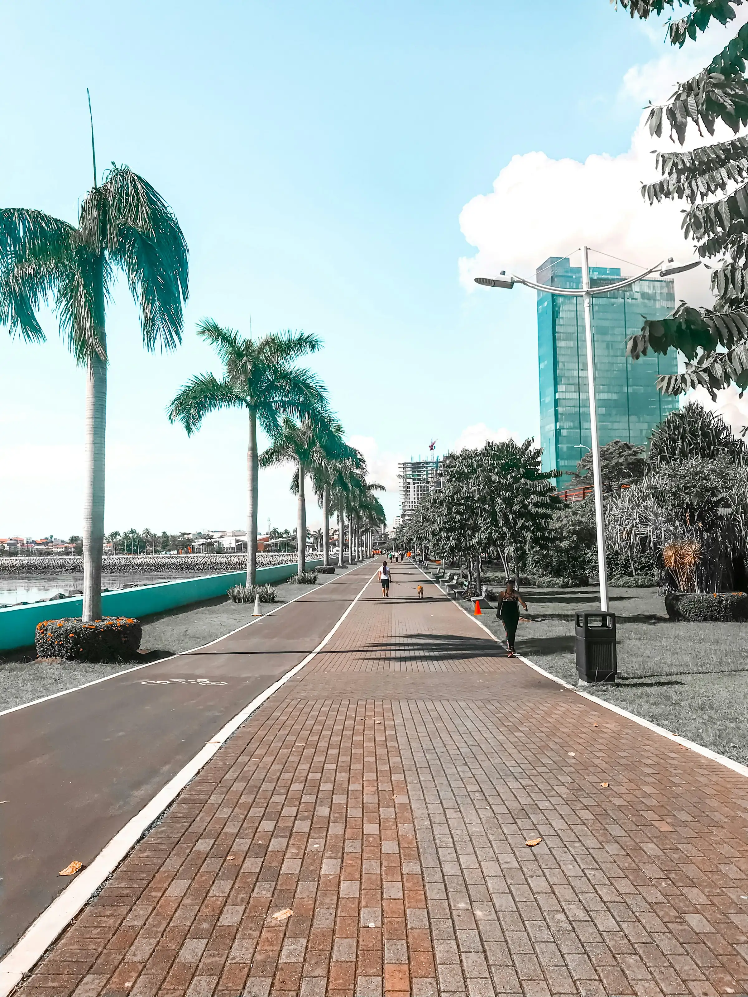 Paseo de la Cinta Costera con palmeras y los rascacielos de Ciudad de Panamá